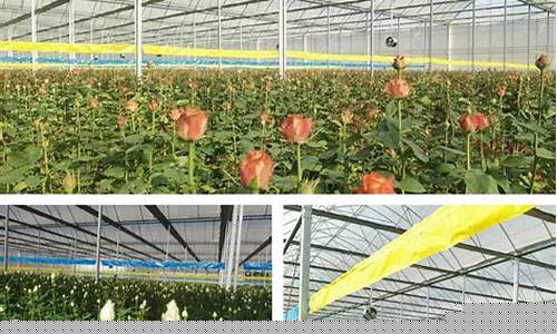鲜花适合进入期货交易所吗(鲜花货源用什么平台)_https://www.ptguandao.com_上期所_第1张