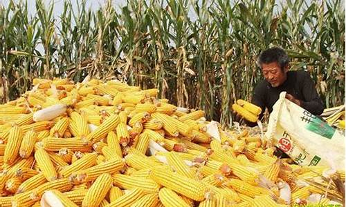 玉米期货的价格行情是多少(玉米期货的价格行情是多少啊)_https://www.ptguandao.com_郑商所_第1张