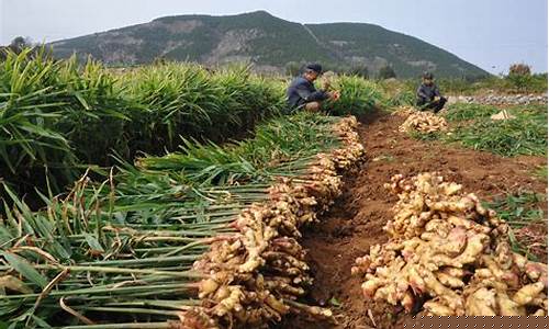 期货生姜价格行情最新报价(中板钢材价格行情最新报价期货)_https://www.ptguandao.com_郑商所_第1张