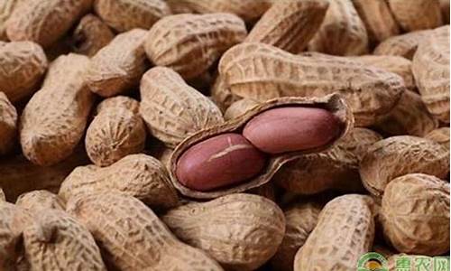 花生期货最新行情预测分析(花生期货价格最新行情)_https://www.ptguandao.com_上期所_第1张