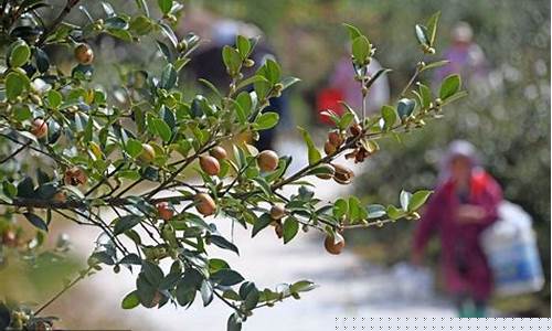 浙江油茶果期货交易(2021年油茶果价格行情)_https://www.ptguandao.com_上期能源_第1张