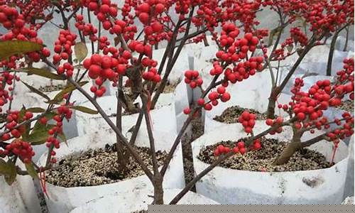 北美鲜花期货交易(花卉期货市场)_https://www.ptguandao.com_中金所_第1张