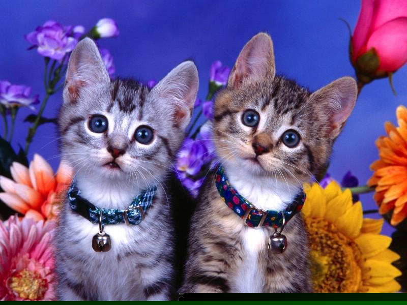 商品期货交易需要交什么税(商品期货要交增值税吗)_广期所_第1张_财经网 商品期货交易需要交什么税(商品期货要交增值税吗)_https://www.ptguandao.com_广期所_第1张