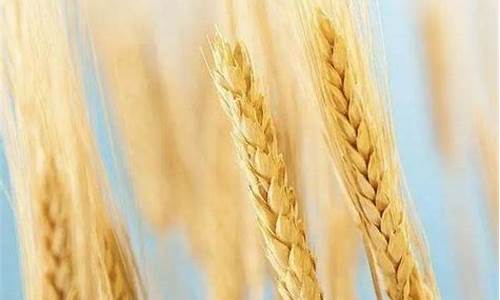 期货小麦行情怎么样知乎(小麦期货交易)_上期能源_第1张_财经网 期货小麦行情怎么样知乎(小麦期货交易)_https://www.ptguandao.com_上期能源_第1张